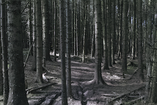 Woodburn Forest